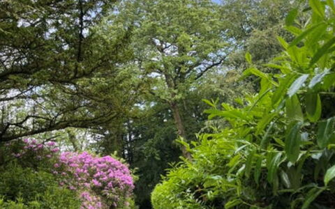 Brockwood: Leaf, Green, Nature, Vegetation, Branch, Shrub, Garden, Plant Community, Groundcover, Trail