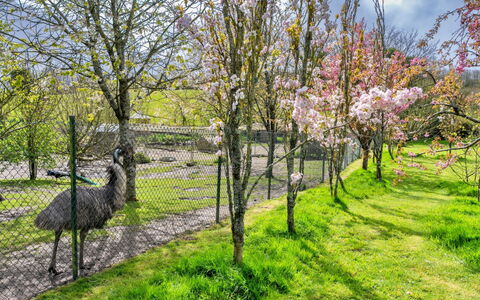 Trimstone Manor - Paddock Cottage: Grass, Tree, Branch, Nature, Leaf, Shrub, Grassland, Garden, Spring