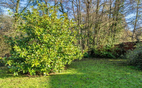 Mill Cottage, Great Houndbeare Farm: Leaf, Vegetation, Shrub, Plant Community, Groundcover, Garden, Woody Plant, Botanical Garden