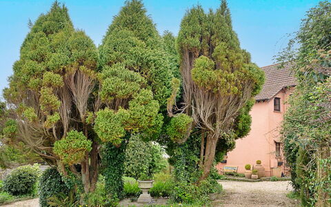 Heselwood: Shrub, Garden, Woody Plant, Landscaping, Evergreen, Botanical Garden, Backyard
