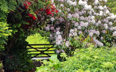 Y Cwtch: Flower, Garden, Shrub, Plant Community, Pink, Groundcover, Spring, Flowering Plant, Woody Plant