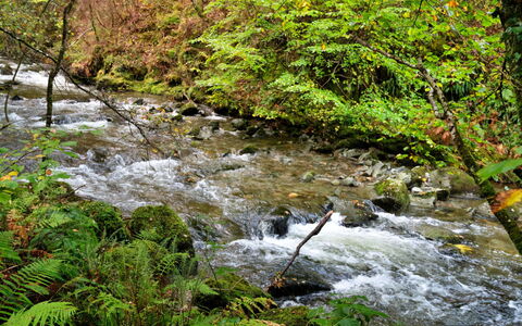 Y Cwtch: Water Resources, Water, Body Of Water, Leaf, Watercourse, Nature, Stream, Green, Natural Environment, Natural Landscape