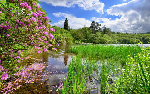 Tafarn Trip: Green, Flower, Nature, Vegetation, Natural Landscape, Shrub, Summer, Garden, Watercourse