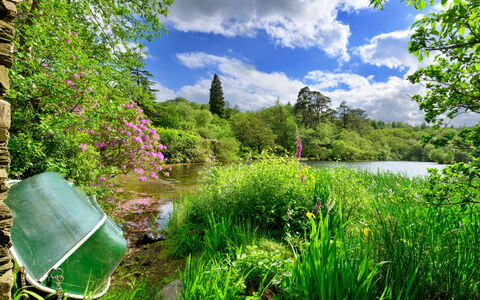 Tafarn Trip: Green, Nature, Natural Landscape, Vegetation, Shrub, Garden, Summer, Watercourse, Plant Community, Bank