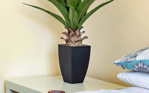 Colwyn Bay 646: Flowerpot, Houseplant, Vase, Wood Flooring, Hardwood, Wood Stain, Living Room, Laminate Flooring