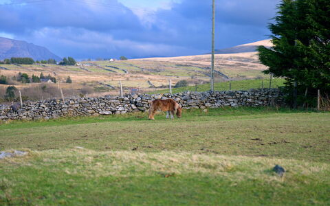 Hedd Wen Cottage: Grass, Grassland, Pasture, Ecoregion, Plain, Landscape, Rural Area, Land Lot, Field, Prairie