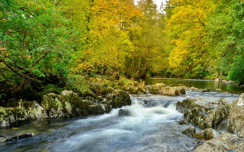 Bod Gwynedd: Water, Water Resources, Body Of Water, Leaf, Nature, Branch, Watercourse, Green, Stream, Natural Environment