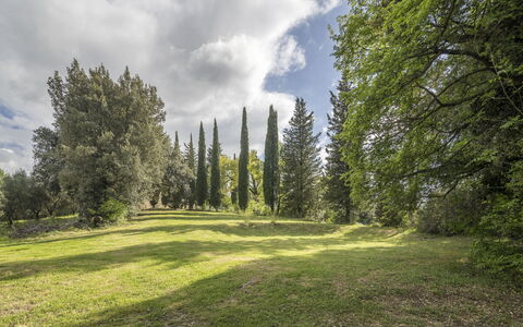 Casa Amelia, Pool, Casole Elsa, Monti: Leaf, Grass, Tree, Natural Environment, Nature, Green, Branch, Vegetation, Natural Landscape, Shrub