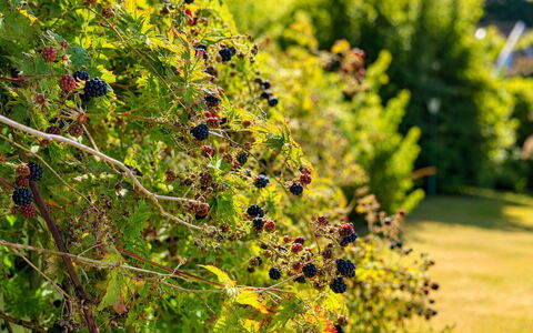 Jennys Pärla: Green, Garden, Fruit, Produce, Botanical Garden, Plantation