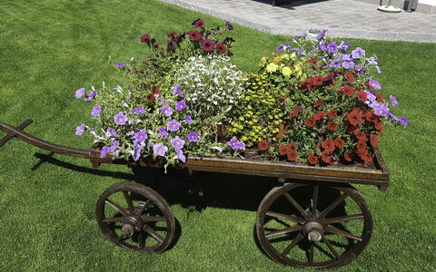 Hopfgarten im Brixental 696: Flower, Wheel, Garden, Petal, Pink, Floristry