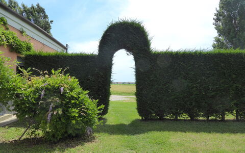 Ca' Rustica: Shrub, Hedge, Garden, Landscaping, Lawn, Evergreen, Plantation