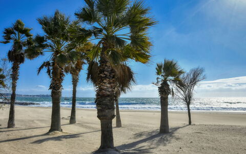 Virginie: Sky, Blue, Beach, Sand, Coast, Sea, Trunk, Coastal And Oceanic Landforms, Shore, Ocean