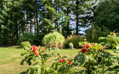 Fritzy - 1.5Km from the Sea: Fruit, Produce, Food, Natural Foods, Rose Family, Plantation