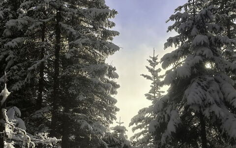 Dösentaler Bergidyll: Branch, Snow, Tree, Winter, Natural Environment, Wood, Forest, Wilderness, Freezing