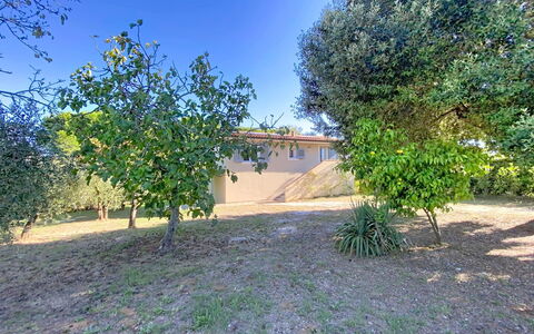 Linaglia: Leaf, Garden, Woody Plant, Shade, Lawn, Landscaping, Yard, Backyard, Soil