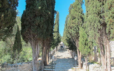 Sa Serra: Tree, Trunk, Woody Plant, Walkway, Evergreen, Trail, Pine Family