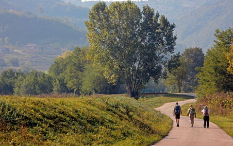 Pod Meloni: Tree, Green, Leaf, Grass, Natural Landscape, Road, Grassland, Trail, Recreation