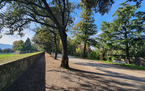 Adele: Tree, Leaf, Nature, Natural Environment, Grass, Branch, Vegetation, Natural Landscape, Landscape, Plain