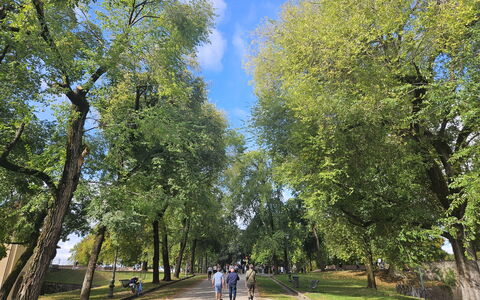 Adele: Tree, Daytime, Leaf, Branch, Nature, Grass, Vegetation, Public Space, Recreation, Thoroughfare