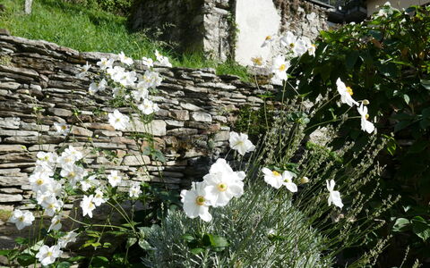Valserhaus: Flower, Stone Wall, Groundcover, Flowering Plant, Garden, Herbaceous Plant, Flagstone
