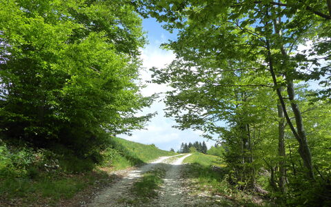 Casa Mis: Tree, Leaf, Green, Natural Landscape, Road, Vegetation, Trail, Shrub, Wilderness