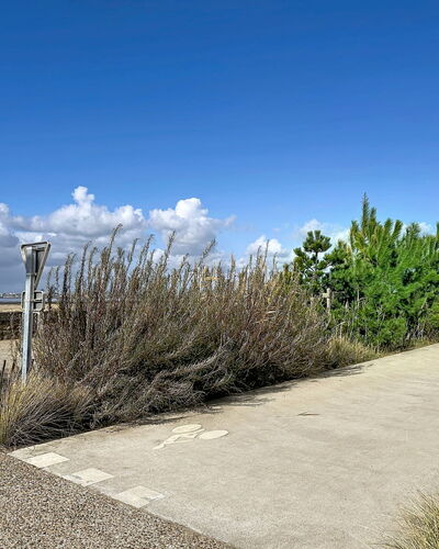Le Padioleau: Sky, Shrub, Plant Community, Land Lot, Walkway, Trail, Shrubland