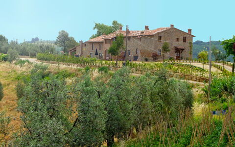 Montaione 955: Plant, Sky, Plant Community, Building, Natural Landscape, Tree, Vegetation, Land Lot, Window, Grass
