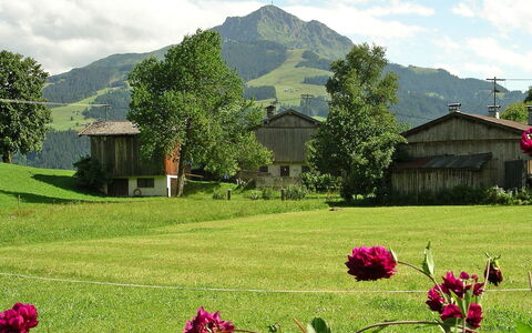 Fliegerklause: Nature, Natural Landscape, Flower, Grassland, Natural Environment, Spring, Plant, Grass, Hill Station, Garden