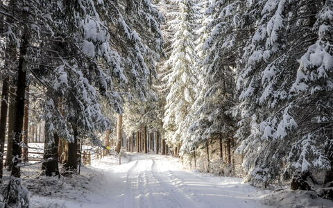 Schönhart: Snow, Winter, Tree, Freezing, Natural Environment, Natural Landscape, Frost, Forest, Woody Plant, Road