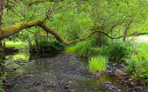 La Rochette: Water, Plant, Plant Community, Tree, Branch, Natural Landscape, Terrestrial Plant, Wood, Trunk