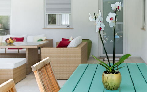 Umag Zambratija 425: Table, Plant, Furniture, Flower, Window, Green, Flowerpot, Building, Wood, Interior Design