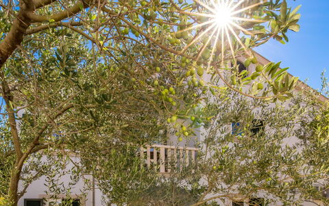 Rab Rab 304: Daytime, Sky, Leaf, Branch, Building, Window, Botany, Tree, Plant, Vegetation