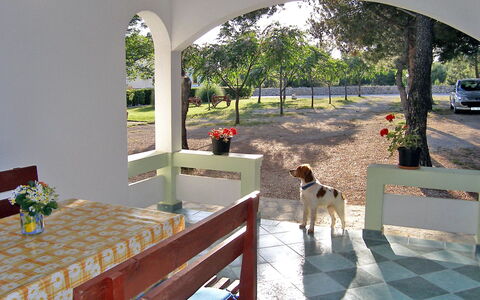 Vir 131: Property, Canidae, Room, Home, Table, Floor, House, Real Estate, Tree