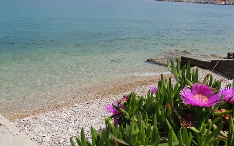 Ugljan Kali 130: Flower, Water, Sky, Plant, Azure, Natural Environment, Beach, Petal, Wood, Coastal And Oceanic Landforms