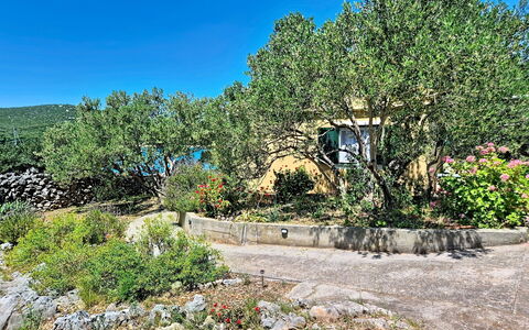 Rudi: Vegetation, Shrub, Plant Community, Woody Plant, Garden, Shrubland