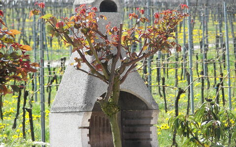 Haus Sacherer: Plant, Flower, Yellow, Grass, Twig, Biome, Shrub, Flowering Plant, Tree, Landscape
