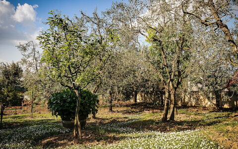 Matteuzzi: Tree, Nature, Natural Landscape, Woody Plant, Spring, Plant, Natural Environment, Grass, Sky, Branch