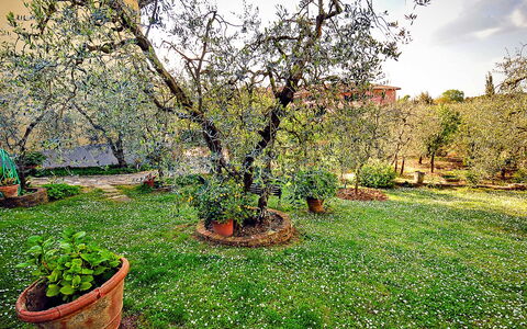 Matteuzzi: Tree, Garden, Plant, Grass, Natural Landscape, Spring, Backyard, Yard, Woody Plant, Botany
