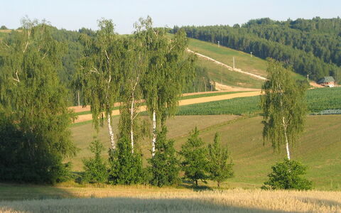 Jura Dla Ciebie: Natural Landscape, Tree, Field, Natural Environment, Grassland, Land Lot, Meadow, Grass Family, Pasture, Rural Area