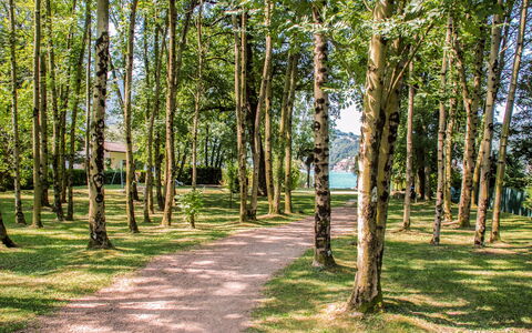Caslano 100: Leaf, Tree, Green, Branch, Nature, Grass, Natural Environment, Wood, Vegetation, Natural Landscape