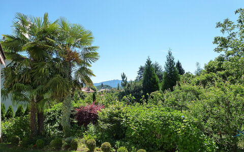 Ar Ronchée N° 9: Vegetation, Tree, Botanical Garden, Garden, Palm Tree, Property, Natural Environment, Biome, Botany, Plant