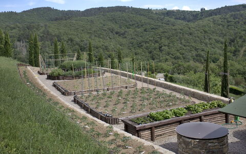 La Maccinaia 14: Grass, Tree, Landscape, Hill Station, Slope, Land Lot, Plant, Hill, Shrub