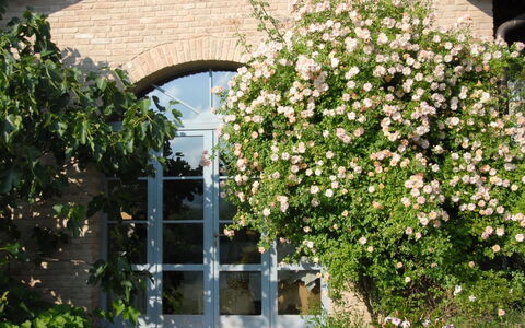 La Cenerara: Flower, Plant, Rose Family, Rose, Shrub, Flowering Plant, Architecture, Spring, Tree