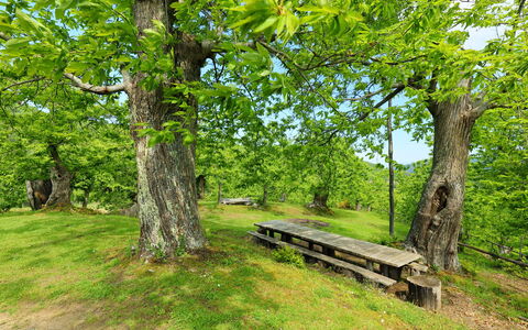 Greve in Chianti 840: Plant, Outdoor Bench, Natural Landscape, Branch, Tree, Shade, Wood, Grass, Trunk, Bench