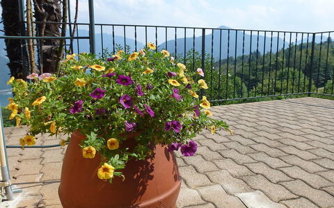 Al Ronchetto: Flower, Flowerpot, Plant, Garden, Botany, Flowering Plant, Shrub, Annual Plant, Houseplant, Wildflower