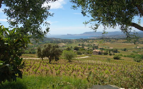 Les Vignes: Vegetation, Natural Landscape, Natural Environment, Tree, Wilderness, Rural Area, Hill, Sky, Landscape, Land Lot