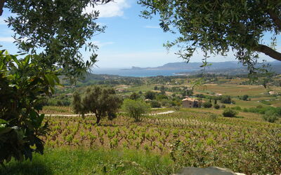 Les Vignes
