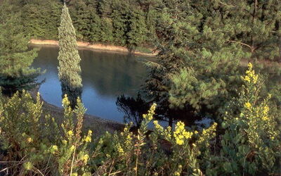 La Selva
