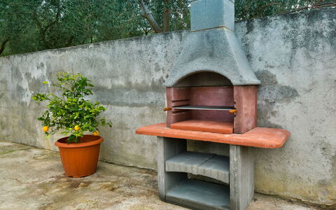 Milka: Plant, Flowerpot, Wood, Houseplant, Outdoor Furniture, Wall, Gas, Landscape