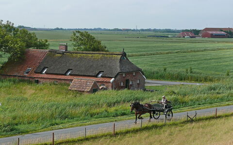 Norddeich 651: Plant, Wheel, Sky, Ecoregion, Land Lot, Tree, Window, Natural Landscape, Grass